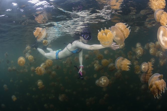Palau diving