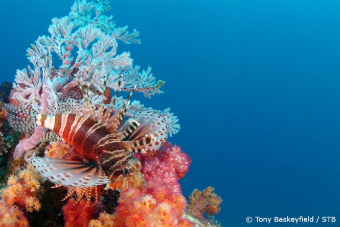 Amazing diving experiences - Lion Fish - © STB