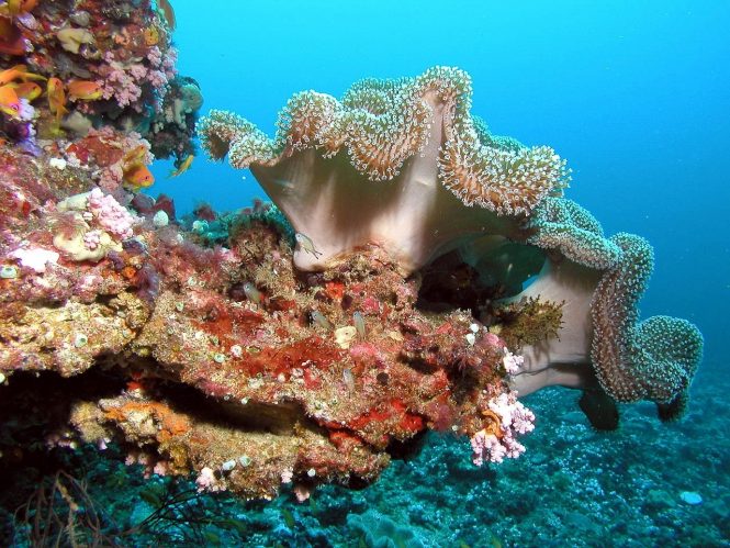 Amazing diving sites in the Maldives to explore