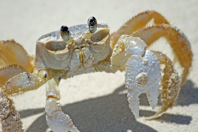 Crab in the Bahamas