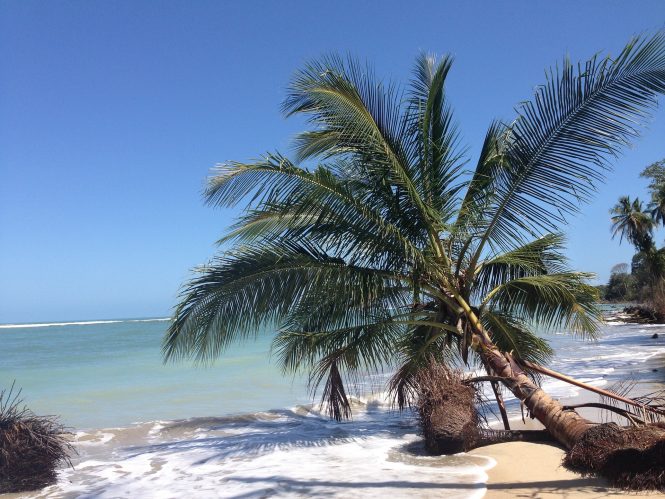 Costa Rica beach with Palms © Alexia Schu