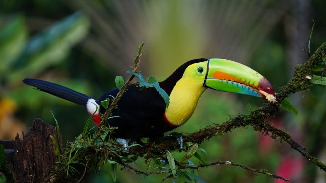 Keel Billed Toucan © FINTAN O' BRIEN