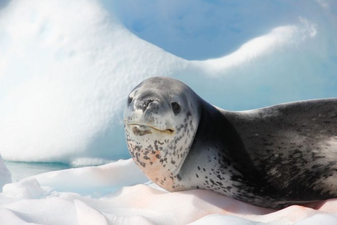 A seal in Antarctica - Photo © Nicolas Benazeth