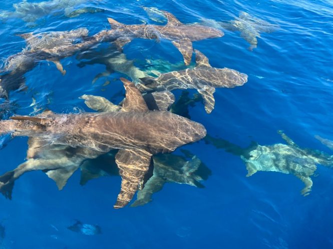Marine life in the Maldives