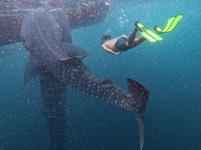 INDONESIA | Diving with whale sharks