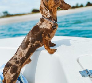 EmBARKing on a dog-friendly luxury yacht charter