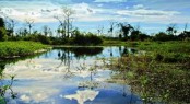 The Amazon (5)