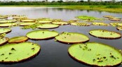 The Amazon (8)