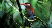 The Amazon (9)