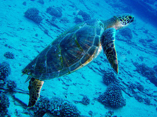 turtle