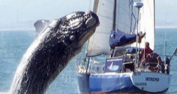 Whale Attacks Yacht Cape Town, South Africa