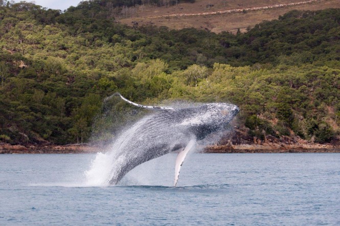 A whale and her calf enjoyed the superyacht race at Audi Hamilton Island Race on Sunday 22 August 2010 - Photo Credit to Andrea Francolini