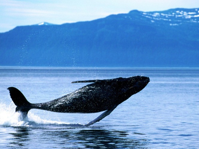 Breaching Humpback Whale - Patagonia teeming with wildlife including sea lions, elephant seals, southern right whales, dolphins, Magellanic penguins and even the occasional orca.