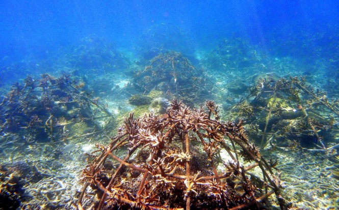 Environmental Foundation to rebuild Reefs in Phuket, Thailand.