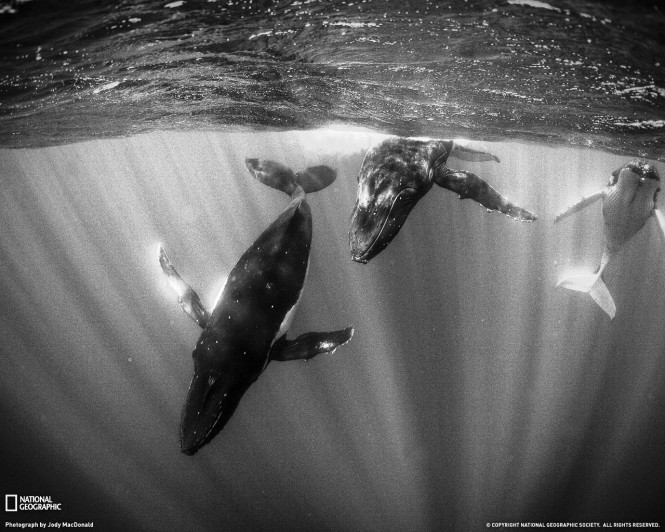 humpback Whales in Tahiti - photo courtesy of National Geographic French Polynesia Wildlife - Humpback Whales diving in Tahiti - photo courtesy of National Geographic