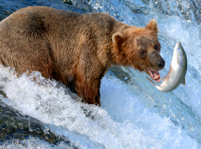 Brown Bear Alaska