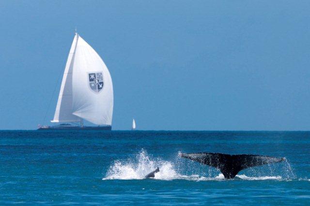 Audi Hamilton Island Race Week 2012: $45,000 prize for one lucky yacht owner
