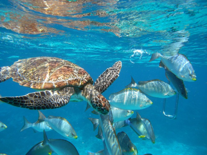 Underwater Life Underwater Life