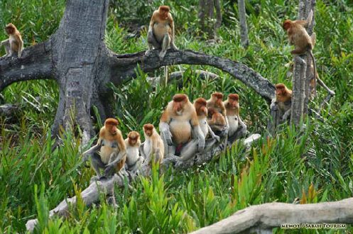 BORNEO Proboscis Monkeys along the Kinabatangang River BORNEO Proboscis Monkeys along the Kinabatangang River