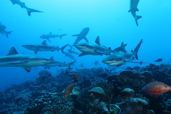 Unparalleled diving experience by Tahiti Private Expeditions
