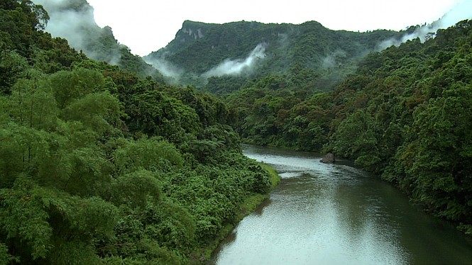 Fiji rainforests