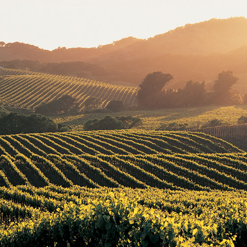 America’s Cup Superyacht Regatta Owners Dinner to be hosted by Napa Valley
