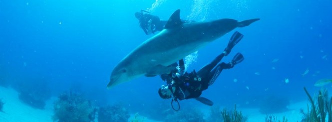 Diving in The Bahamas - Copyright © The Islands Of The Bahamas Diving in The Bahamas - Copyright © The Islands Of The Bahamas