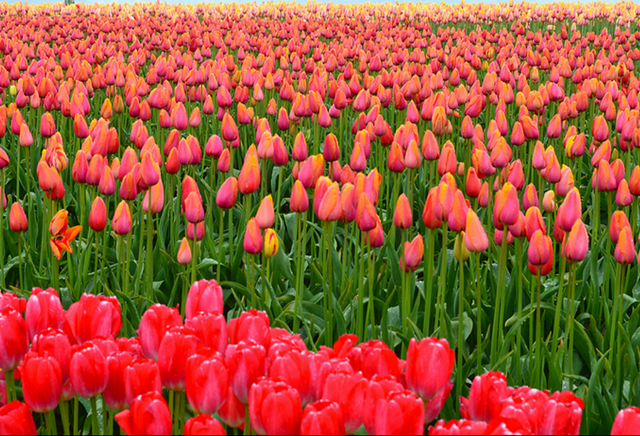 Guests partaking in shipyard tours will have the opportunity to explore the region's renowned tulip fields Guests partaking in shipyard tours will have the opportunity to explore the region's renowned tulip fields