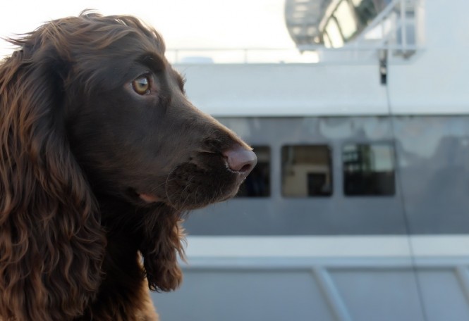 Superyacht Vet Service Superyacht Vet Service
