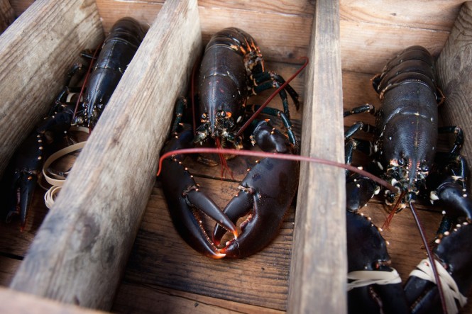 Sweden West Coast -Lobster Safari - Photo by Fredrik Broman Sweden West Coast -Lobster Safari - Photo by Fredrik Broman