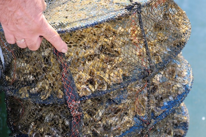The Wave, Muscat’s Almouj Marina announces the region’s first installation of oyster long-lines