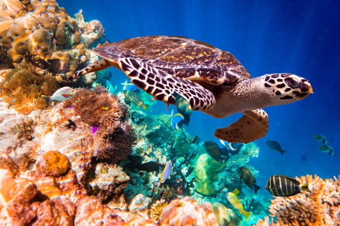 Swimming and snorkeling in St Kitts - Photo courtesy of Superyacht STARFIRE