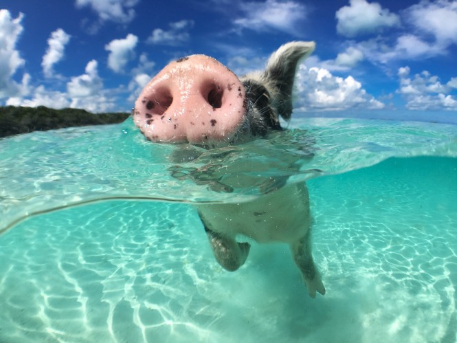 Wild, swimming pig on Big Majors Cay in The Bahamas.