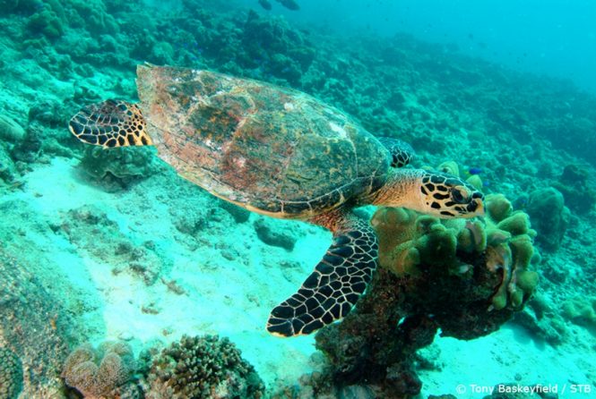 Hawkbill turtle. Photo credit Tony Baskeyfield via Seychelles Tourism Board
