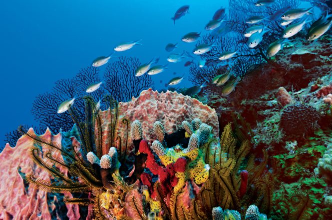 Scuba diving in the Caribbean