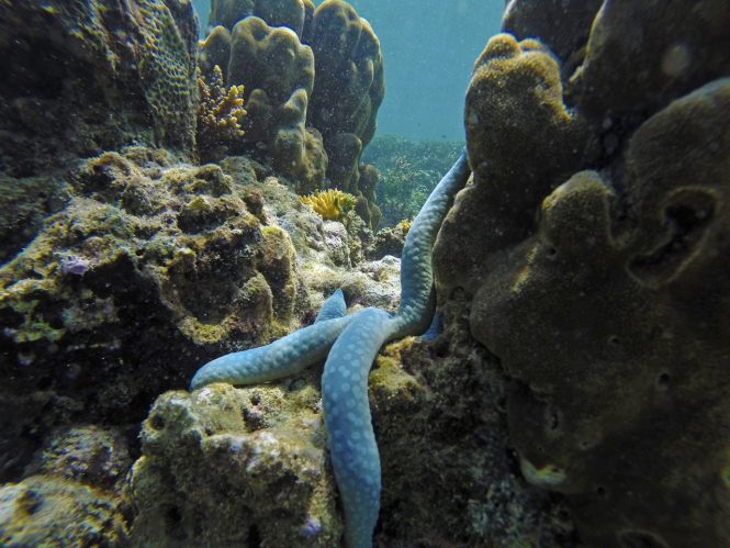 Fantastic underwater life