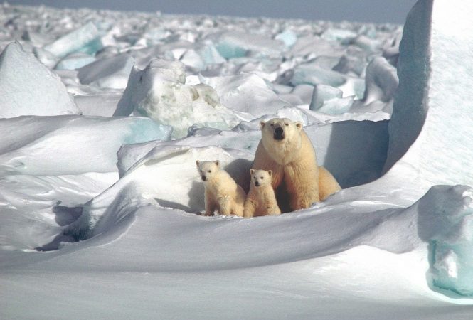 Polar Bears