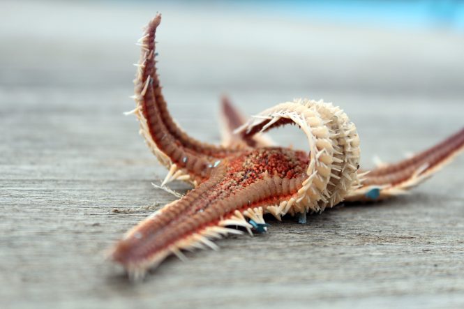 Starfish