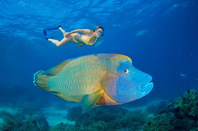 Underwater adventures on the Great Reef Barrier with Beluga yacht