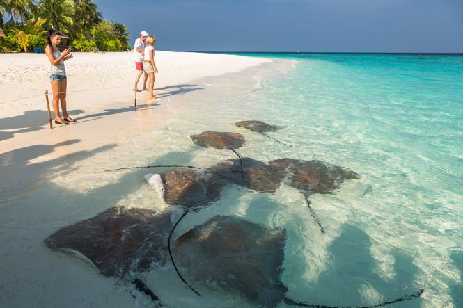 Manta rays
