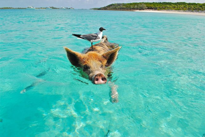 Swimming with pigs in the Bahamas