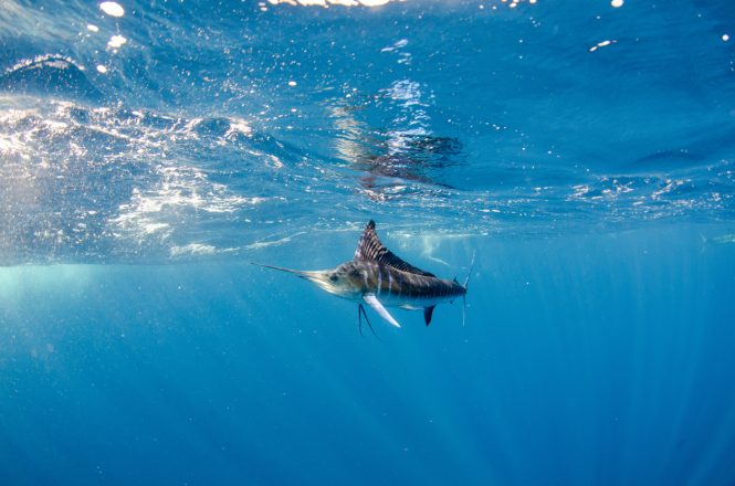 Striped Marlin