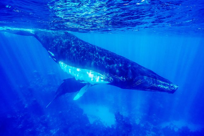 Capturing humpback whales in their natural environment