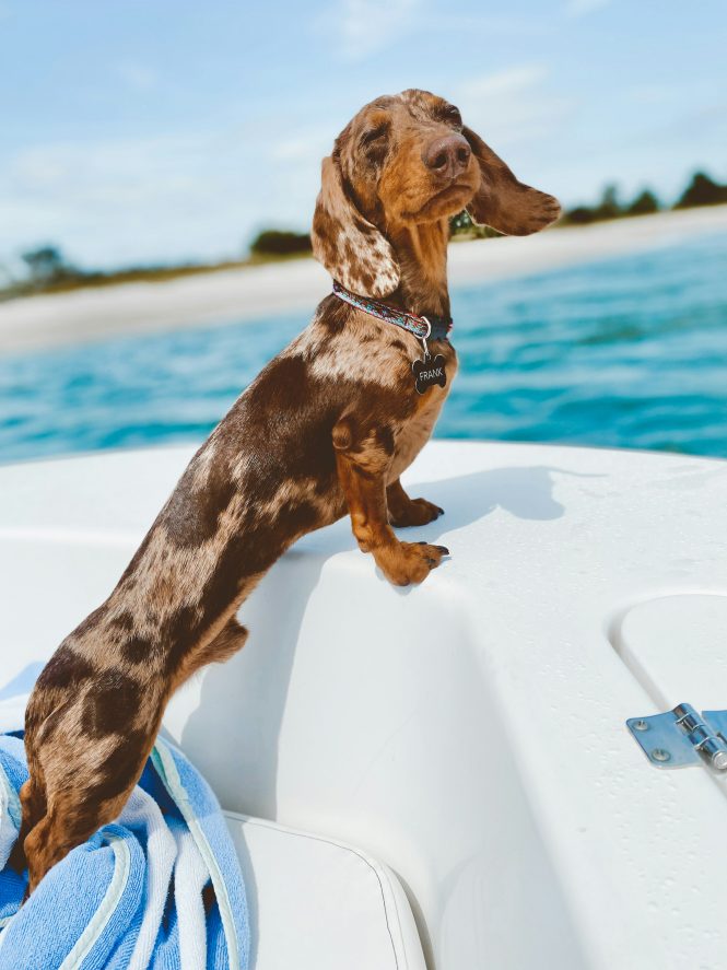 EmBARKing on a dog-friendly luxury yacht charter