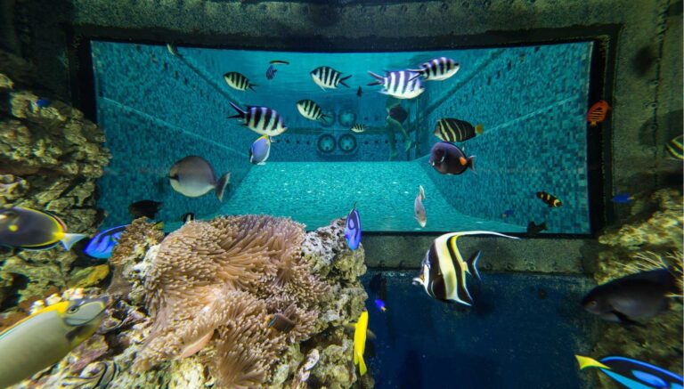 Aquarium And Mosaic Swimming Pool
