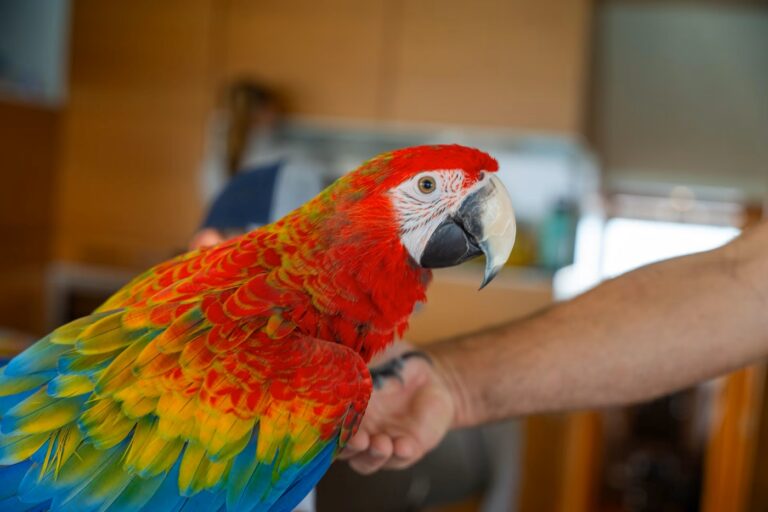 Bird