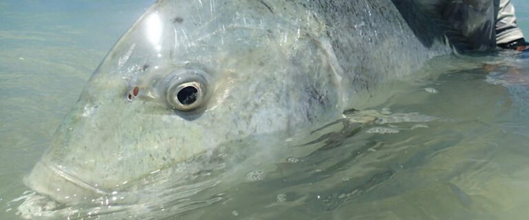 Catches Seychelles