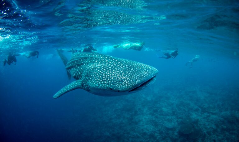 Marine Life In The Maldives