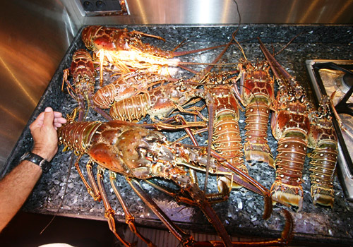 NAHEMA IV - Crayfish