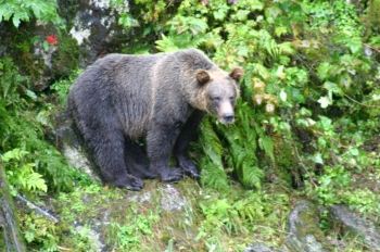 SUMDUM - Black Bear